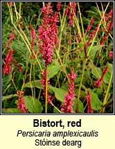 bistort,red (st�inse dearg)
