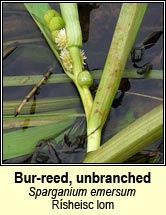 bur-reed,unbranched (r�sheisc lom)