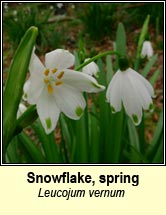 snowflake,spring