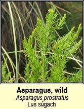 asparagus,wild (Lus s�gach)