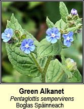 green alkanet (boglas sp�ineach)