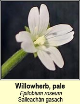 willowherb,pale (Saileach�n gasach)