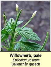 willowherb,pale (Saileach�n gasach)