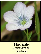 flax,pale (L�on beag)