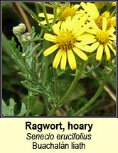 ragwort,hoary (Buachal�n liath)