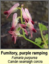 fumitory,purple ramping (Cam�n searraigh corcra)