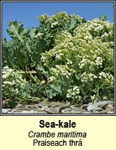 sea-kale (Praiseach thr�)