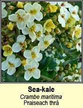 sea-kale (Praiseach thr�)
