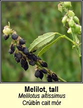 melilot,tall (Cr�ib�n cait m�r)