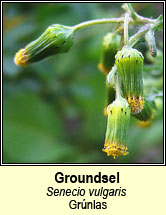 groundsel (gr�nlas)