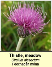 thistle,meadow (Feochad�n m�na)
