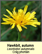 hawkbit,autumn (caisearrbh�n caol dearg)