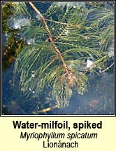 Water-milfoil,spiked (L�on�nach)