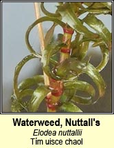 Waterweed,Nuttalls (T�m uisce chaol)