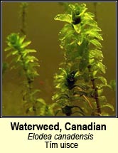 Waterweed,Canadian (T�m uisce)