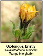 ox-tongue,bristly (Teanga bh� gharbh)
