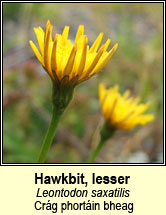 hawkbit,lesser (cr�g phort�in bheag)