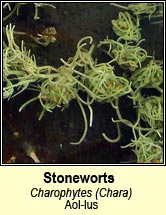stonewort (Luibheola�ocht)