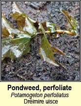 pondweed, perfoliate (Dr�imire uisce)