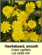 hawksbeard,smooth (lus c�r�in m�n)