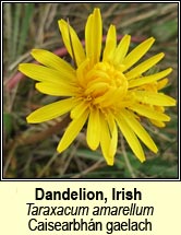 Dandelion, Irish
