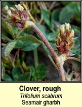 Clover, rough (Seamair str�ocach)