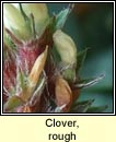 Clover, rough (Seamair str�ocach)