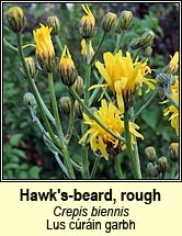 Hawk's-beard, rough (Lus c�r�in garbh)