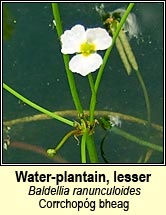 Water-plantain, lesser (Corrchop�g bheag)