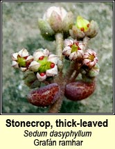 Stonecrop, thick-leaved (Graf�n ramhar)