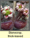 Stonecrop, thick-leaved (Graf�n ramhar)