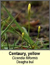 Centaury, yellow (Deagha bu�)