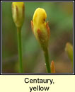 Centuary, yellow (Deagha bu�)
