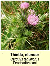 Thistle, slender (Deagha bu�)