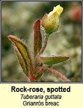 Rock-rose, spotted (Grianr�s breac)
