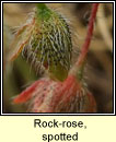 Rock-rose, spotted (Grianr�s breac)