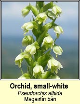 Orchid, small-white (Magairl�n b�n)