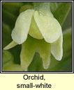 Orchid, small-white (Magairl�n b�n)
