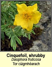 Cinquefoil, shrubby (Tor c�igmh�arach)