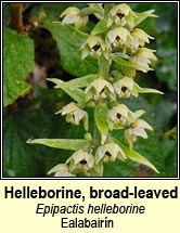 Helleborine, broad-leaved (Ealabair�n)
