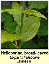 Helleborine, broad-leaved (Ealabair�n)