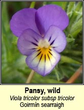 Pansy, wild (Goirm�n searraigh)