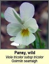 Pansy, wild (Goirm�n searraigh)