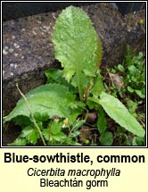 Sow-thistle, blue (Bleacht�n gorm)