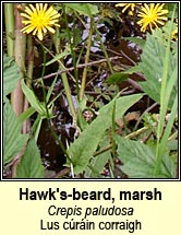 Hawk's-beard, marsh (Lus c�r�in corraigh)