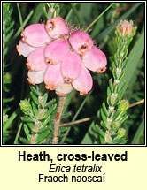 heath,cross-leaved (fraoch naosca�)