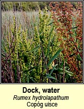 Dock, water (Cop�g uisce)