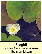 Frogbit (Greim an losc�in)
