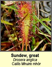 Sundew, great (Cail�s Mhuire mh�r)