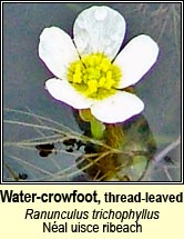 Water-crowfoot, thread-leaved (N�al uisce ribeach)